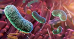 microbiote intestinale